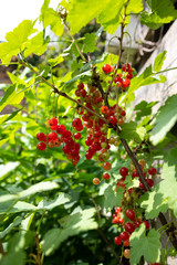 Ripe red currants ready to harvest. Homegrown fruit