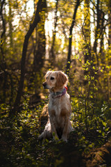 golden retriever in the woods
