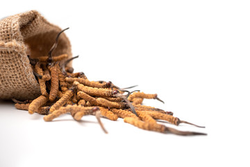 Closeup of Ophiocordyceps sinensis or mushroom cordyceps in Brown sack bag on isolated background. Medicinal properties in the treatment of diseases. National organic medicine.