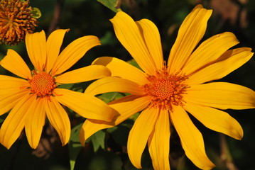 yellow flowers in the garden