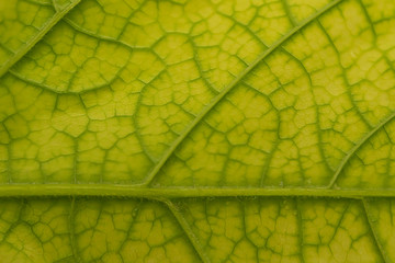 Abstract green background. Macro photo. Texture of green leaves close up. Green leaf. Veins on a leaf of a plant. Shades of color on a green leaf. Plant abstraction