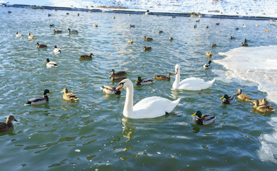 A flock of ducks and two white swans on a pond on a clear frosty winter day.