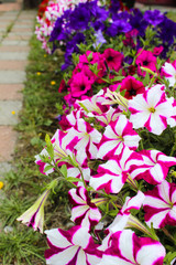 Petunia in the pot. Flowerbed with multicoloured image full of colourful petunia hybrida. Plant flower in the garden. Summer blossom concept. Isolated, close up