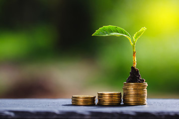 Return on investment concept and saving money
Seedling on a blurred natural background