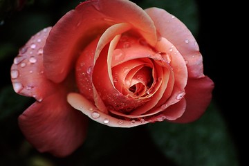 Pink Rose wth rain drops