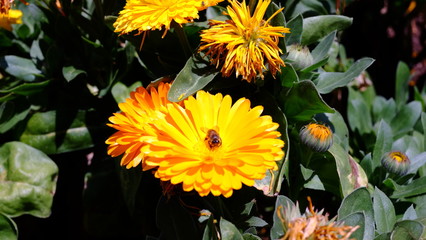 bee on yellow flowers