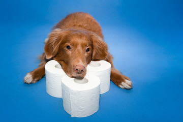 Toilet papier art with dogs