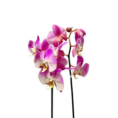 Fototapeta na wymiar Beautiful pink orchid isolated on a white background