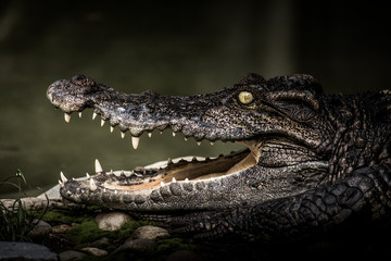 Crocodile sunbathing
