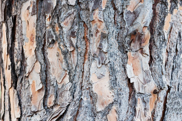 tree bark background, dry wood texture, nature concept.