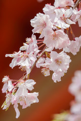 仁和寺の枝垂れ桜