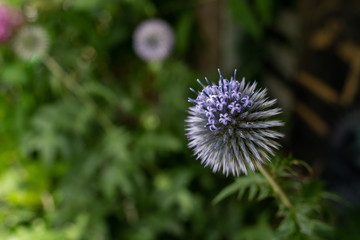 Blooming globe thistle, bright blue flower, closeup