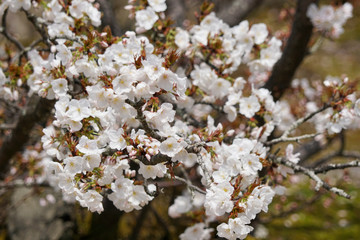 仁和寺の御室桜