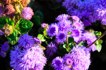 Beautiful blue flowers ageratum houstonianum or floss flower many blue flowers with green....