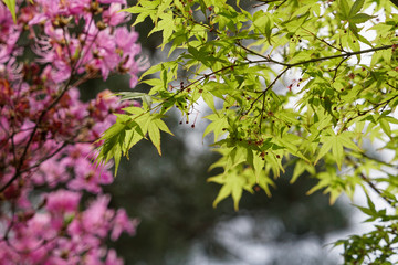 仁和寺の日本楓の若葉と花
