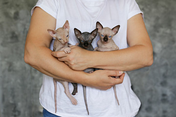 Woman holding three Canadian sphynx kittens of different color. Female feline breeder with her adorable one month old hairless cats. Close up, copy space, background.