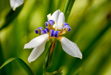 Flowering iris plant blossoms in a Botanical gargen on Kauai, Hawaii.