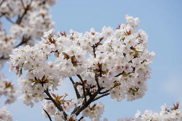 仁和寺の御室桜