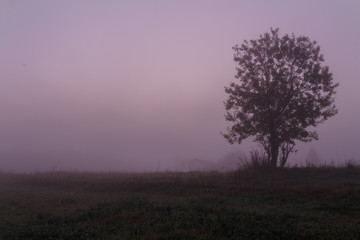 Fototapeta na wymiar Foggy morning single tree countryside landscape.