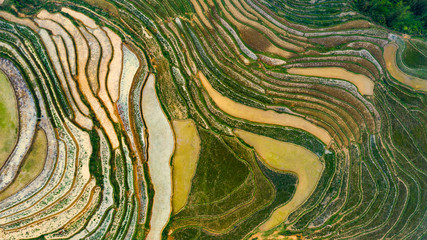 Aerial top view of paddy rice terraces, green agricultural fields in countryside or rice field terraces in Sapa, Lao Cai Province, North West Vietnam in Asia. Nature landscape background.