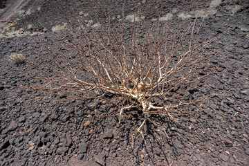 burned ground sprout