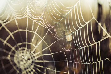 spider web with dew drops