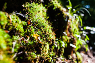 Green moss in the forest reserve