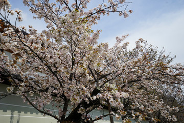 仁和寺の御室桜