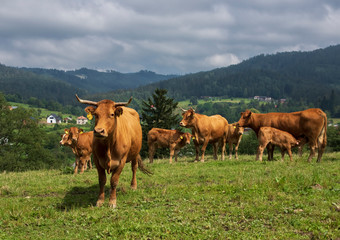 Czerwone krowy na wypasie w górach © Joanna Posiak