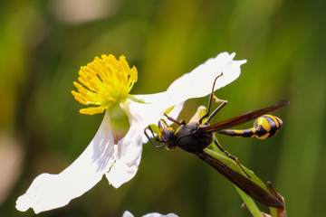 honey bee collecting honey from white water flowers.
