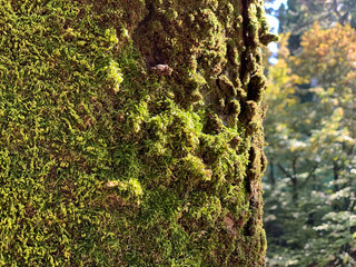 Beautiful green moss on the tree. Tree with moss. Moss closeup.