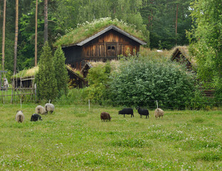 Old Norwegian sheep breed (Villsau) in pasture in old village. Norway