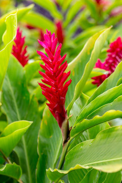 Red ginger blossoms in a Botanical garden on Kauai, Hawaii.