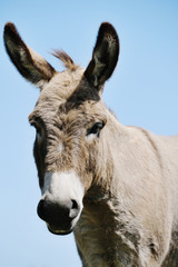 Mini donkey portrait isolated on sky background, farm animal.