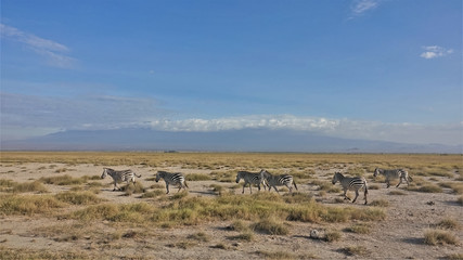 A group of striped zebras runs across the savannah. Yellow grass on dry ground. The foot of Kilimanjaro is visible, the top is hidden in the clouds. Summer sunny day. Kenya. Amboseli park.