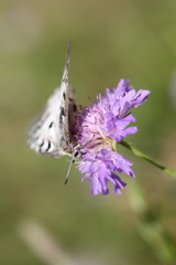 Apollo