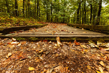 autumn leaves in the park