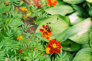 Beautiful orange red tagetes flowers in garden. Floral background
