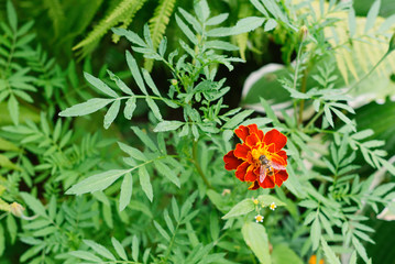 One beautiful orange red tagetes flower in garden. Floral background