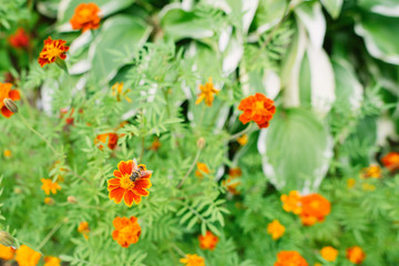 Beautiful orange red tagetes flowers in garden. Floral background