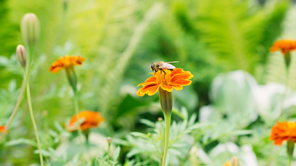 Beautiful orange red tagetes flowers in garden. Floral background