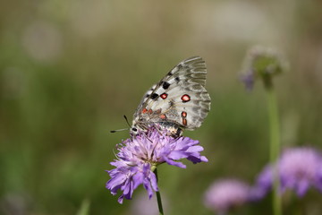 Apollo