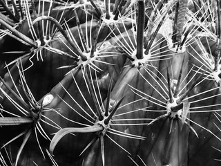 Cactus macro blanco y negro