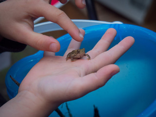 American Toad in a Child's Hand