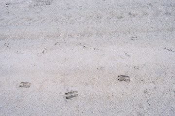 Hunting concept. Red deer traces on sand. Wild animal