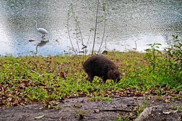 Capybara grazing, Hydrochoerus hydrochaeris