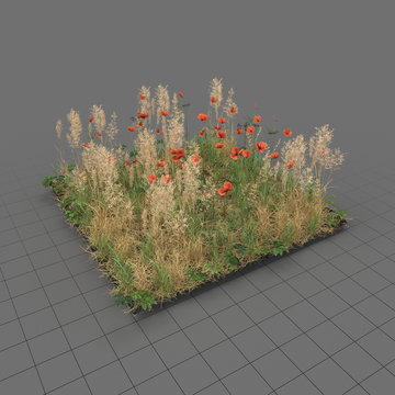 Poppy meadow patch