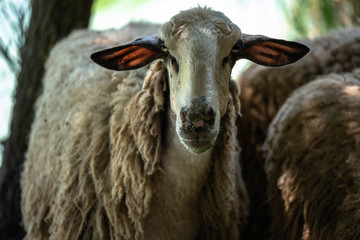 En face Portrait of a greek sheep. Strange looking adult sheep with dirty wool staring at the...