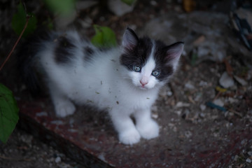 Beautiful little cat with beautiful eyes looks at the camera in surprise. Cute little abandoned kitten sitting outside alone in a sheltered place.