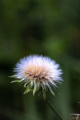 The seeds of the dandelion blew in the wind with a blurred background.